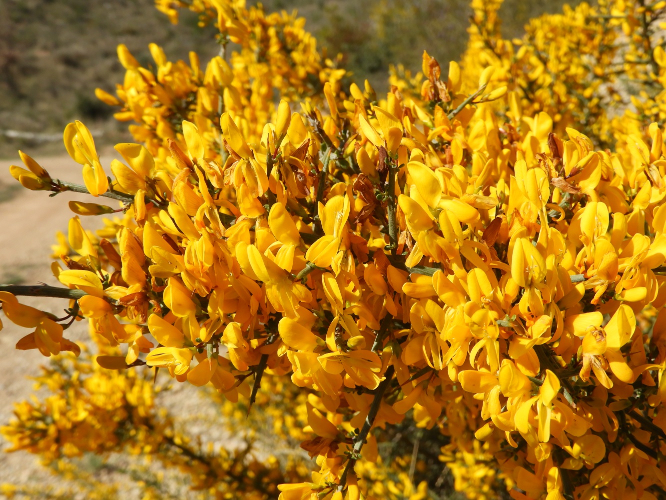 Aliaga, aulaga El medi natural del Bages i del Moianès
