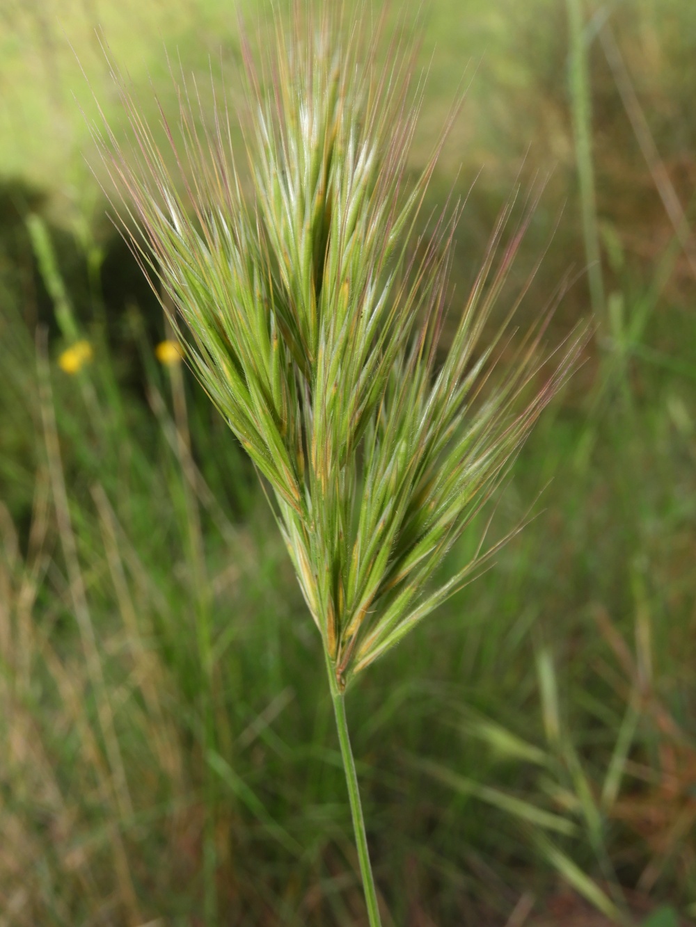Bromus rogenc El medi natural del Bages i del Moianès