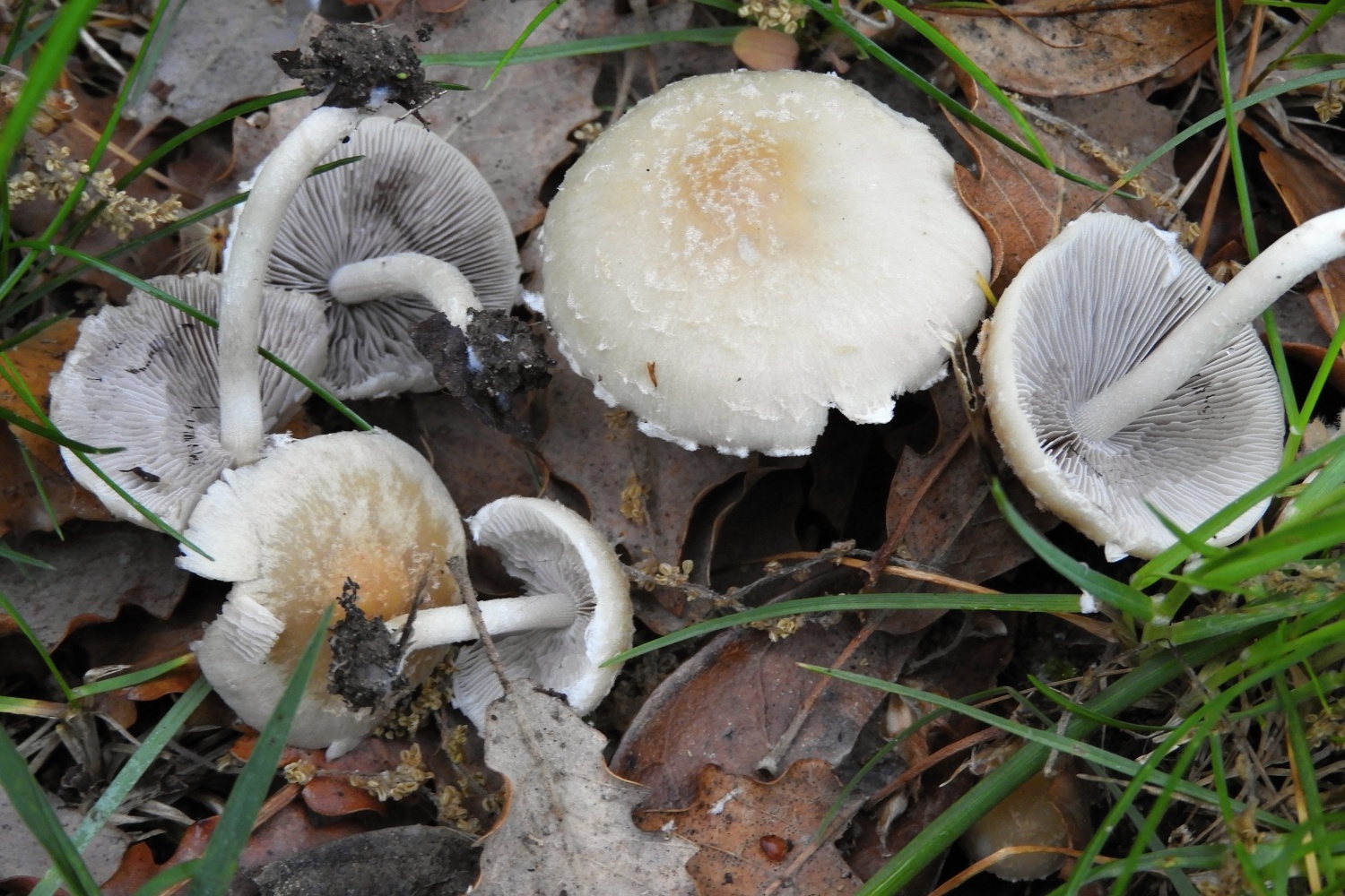 Psathyrella candolleana – El medi natural del Bages i del Moianès