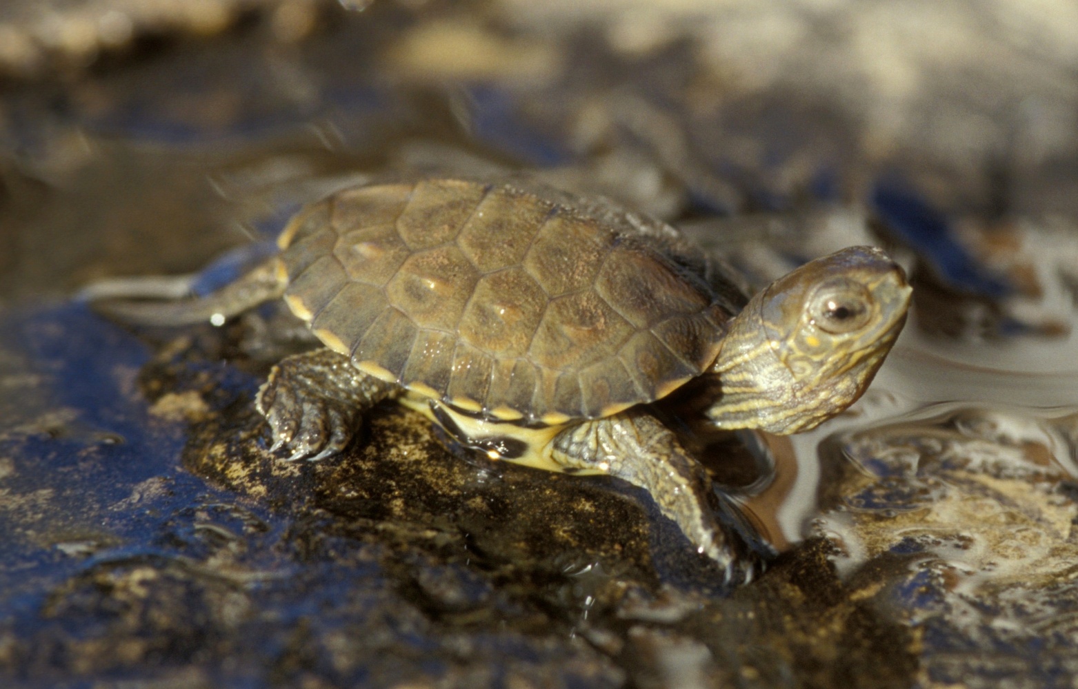 Tortuga leprosa El medi natural del Bages