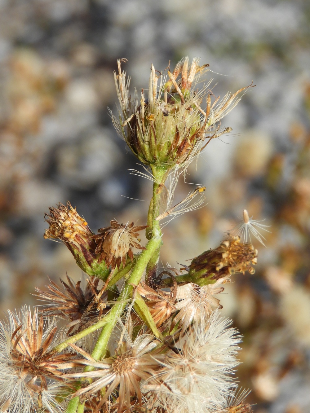 Myopites sp. El medi natural del Bages i del Moianès