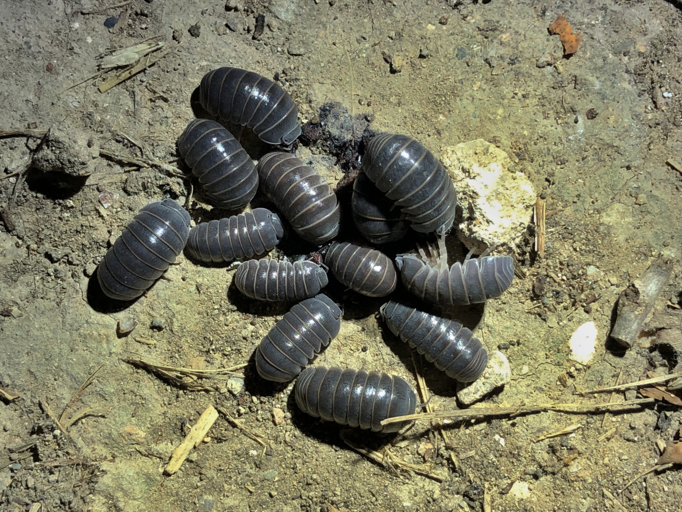 Armadillo común – El medi natural del Bages i del Moianès